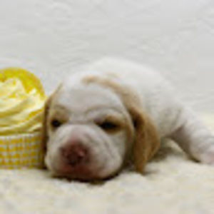 Meet your Posher, Zoe